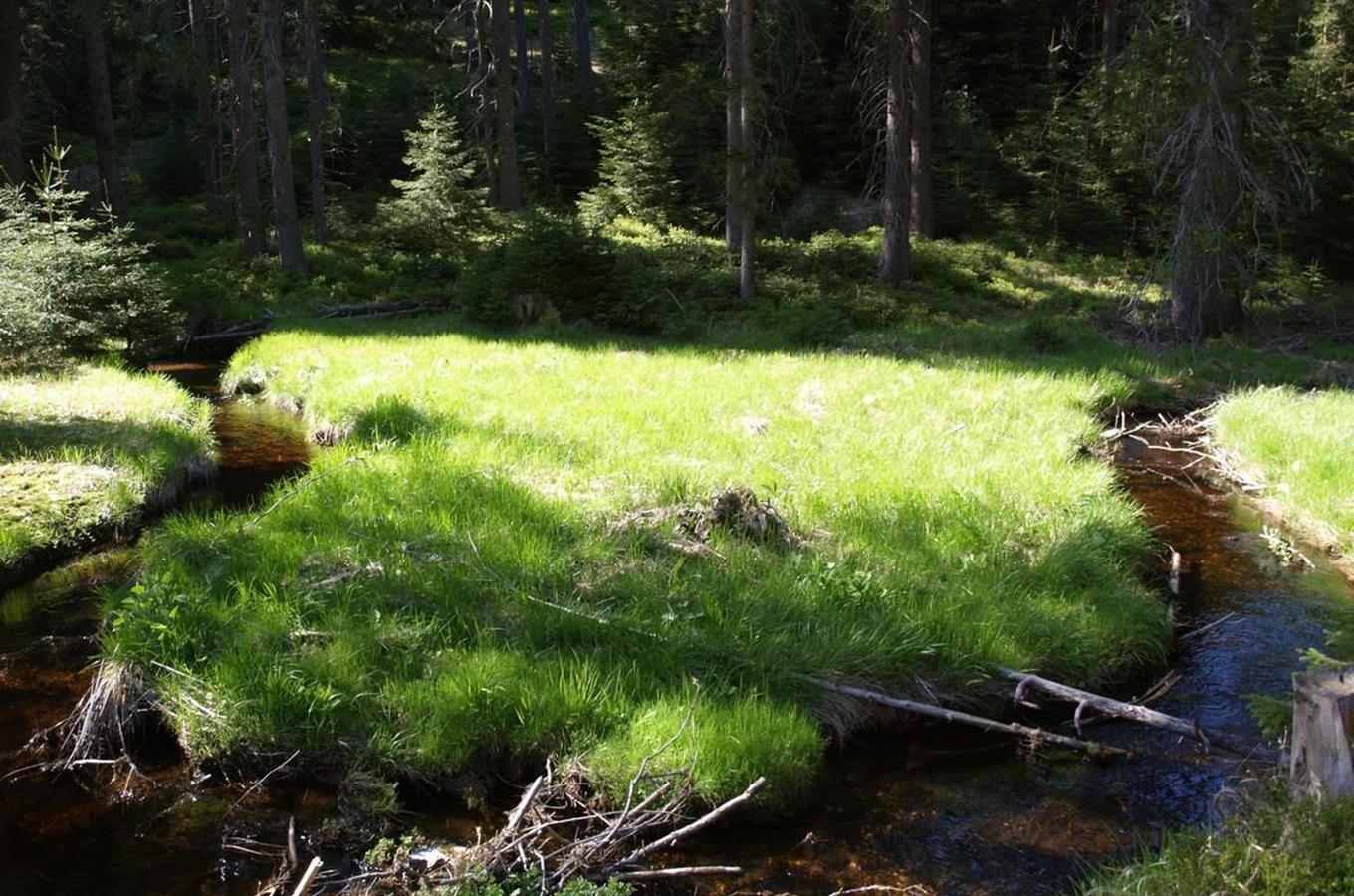 Skřítek - rašeliniště (www.kudyznudy.cz)